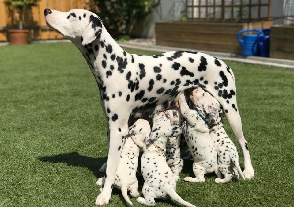 Warum Hunde hochspringen!